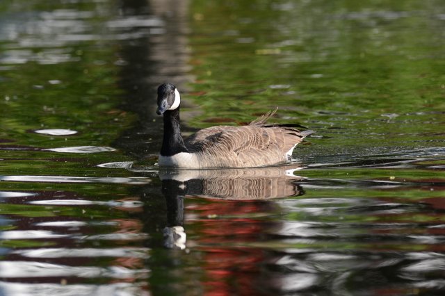 Bernache du Canada / Canada Goose